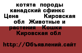 котята  породы канадский сфинкс › Цена ­ 10 000 - Кировская обл. Животные и растения » Кошки   . Кировская обл.